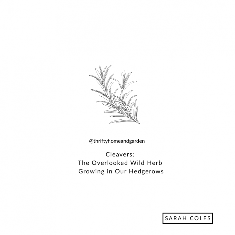 Cleavers: The Overlooked Wild Herb Growing in Our Hedgerows