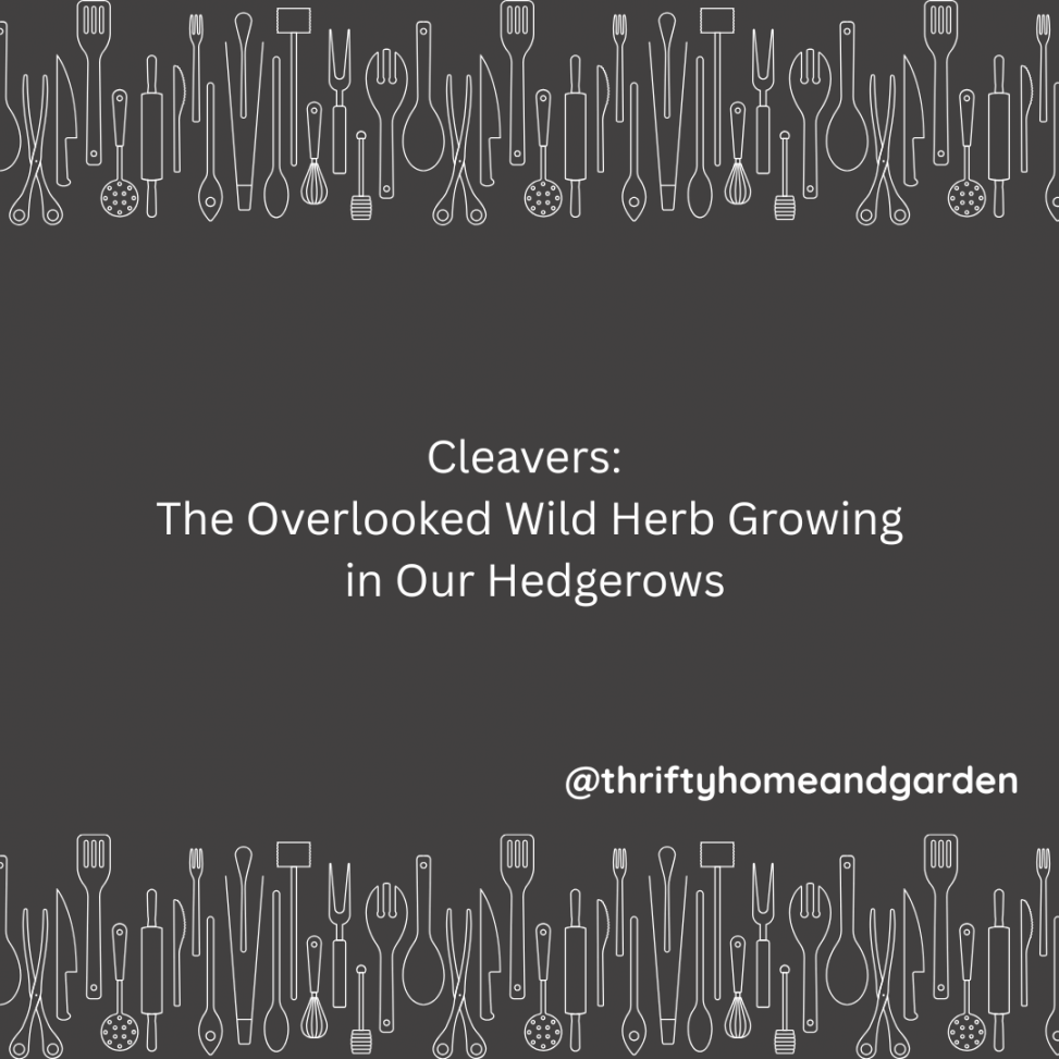 Cleavers: The Overlooked Wild Herb Growing in Our Hedgerows