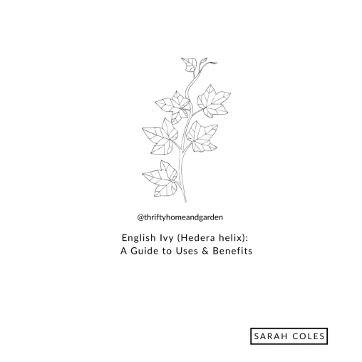 English Ivy (Hedera helix): A Guide to Uses & Benefits