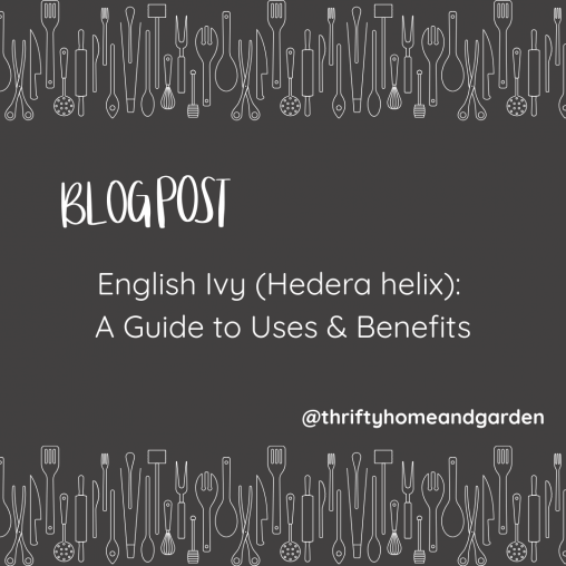 Blog Post: English Ivy (Hedera helix): A Guide to Uses & Benefits