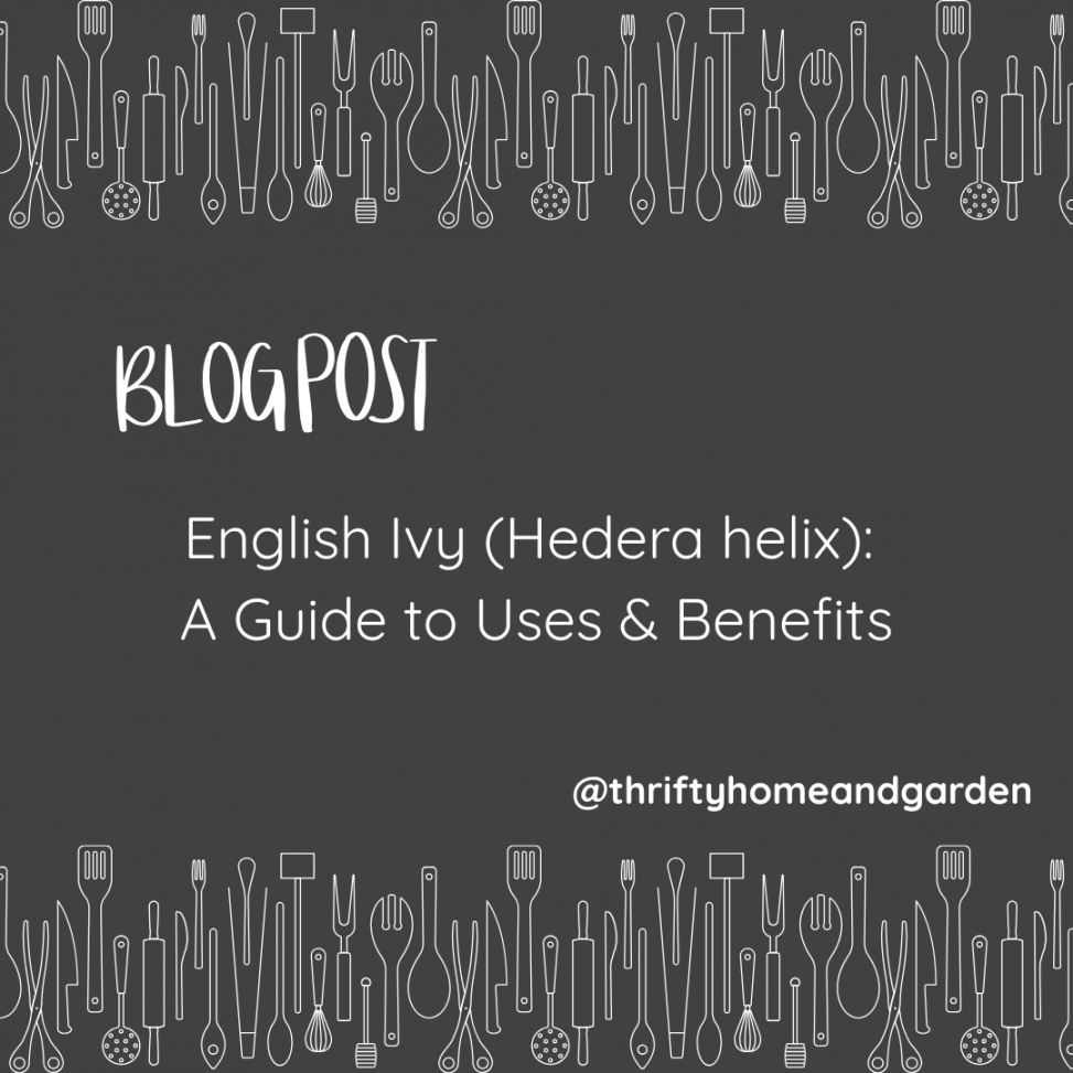 Blog Post: English Ivy (Hedera helix): A Guide to Uses & Benefits