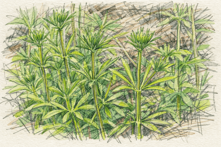 Colourful Sketch of Cleavers (Galium aparine)