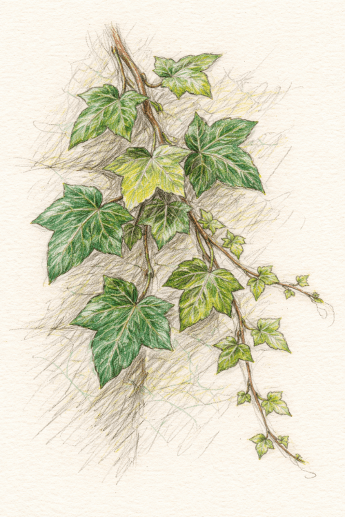 Hedera helix - English Ivy