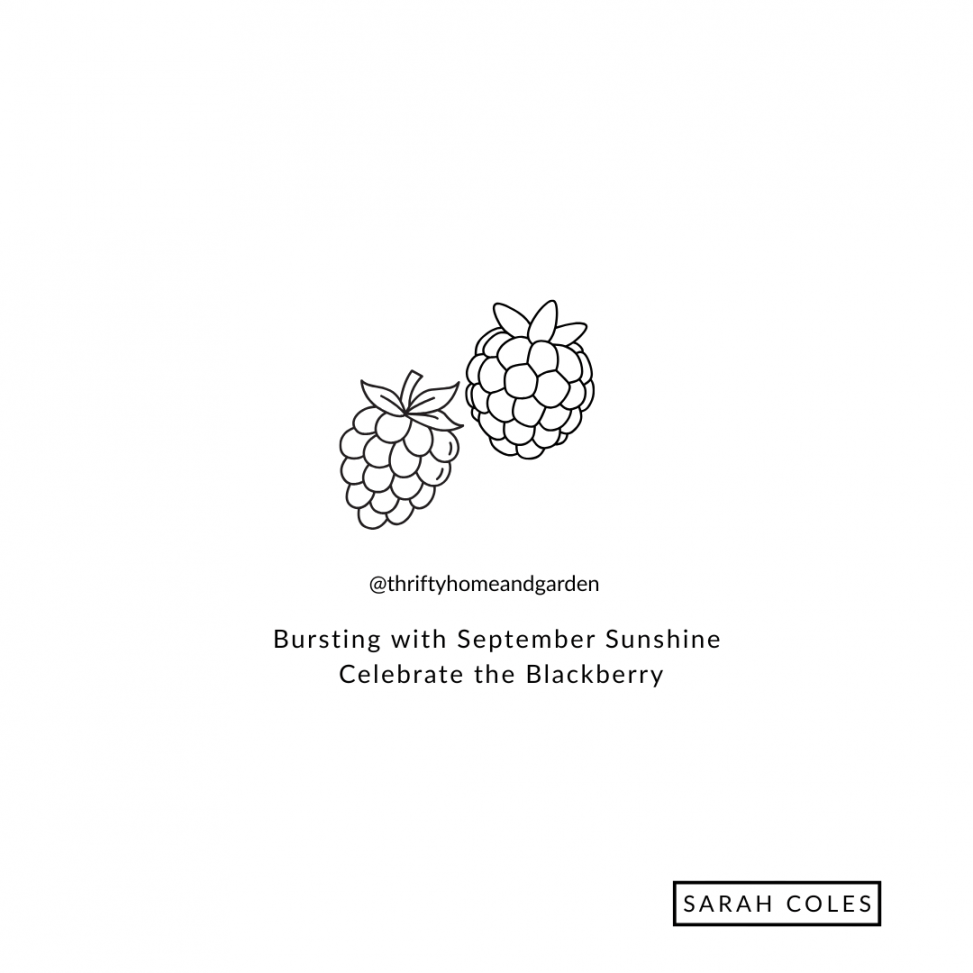 Bursting with September Sunshine – Celebrate the Blackberry