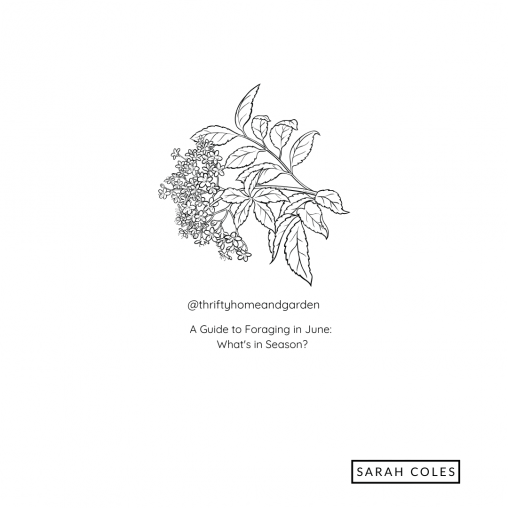 A Guide to Foraging in June: What's in Season?