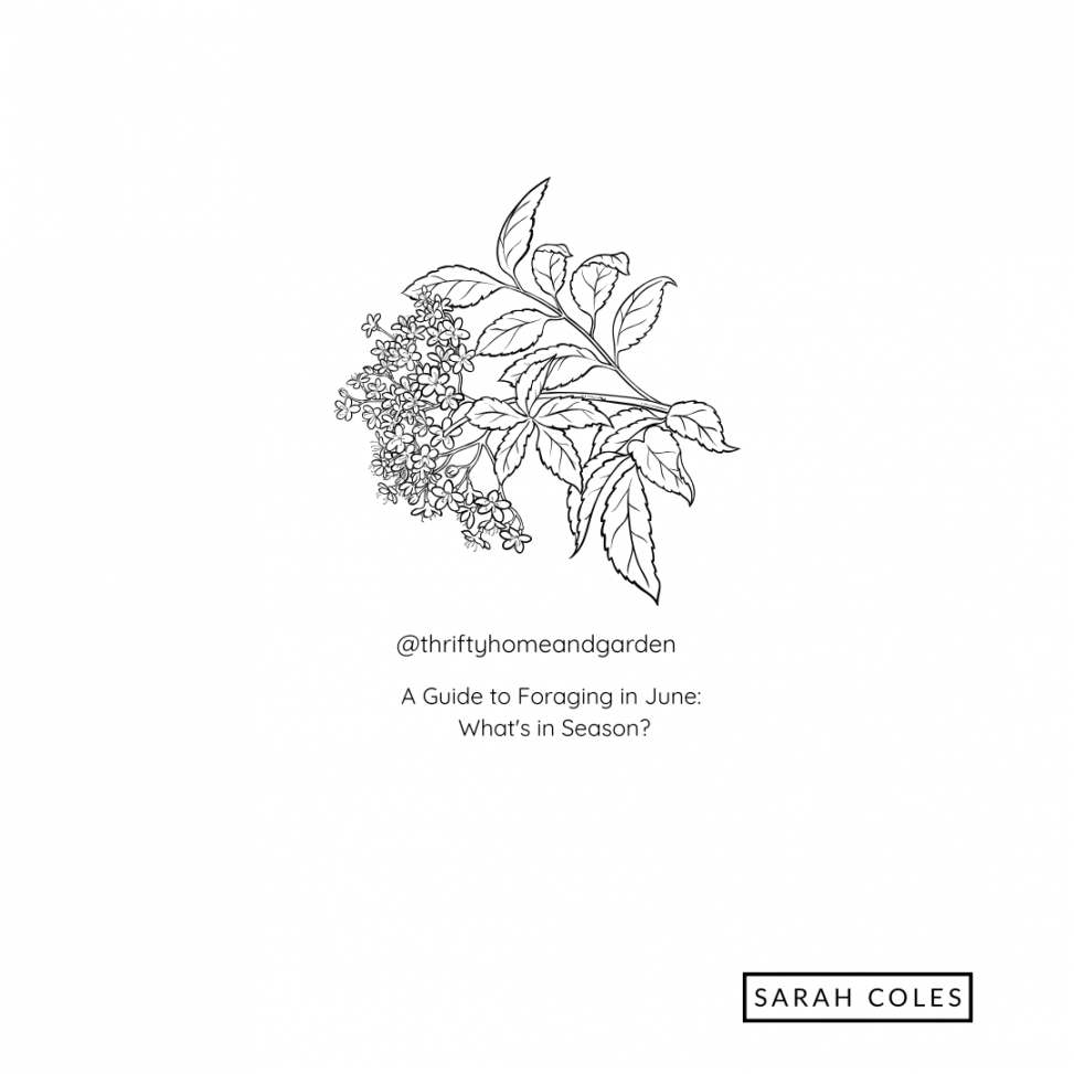 A Guide to Foraging in June: What's in Season?