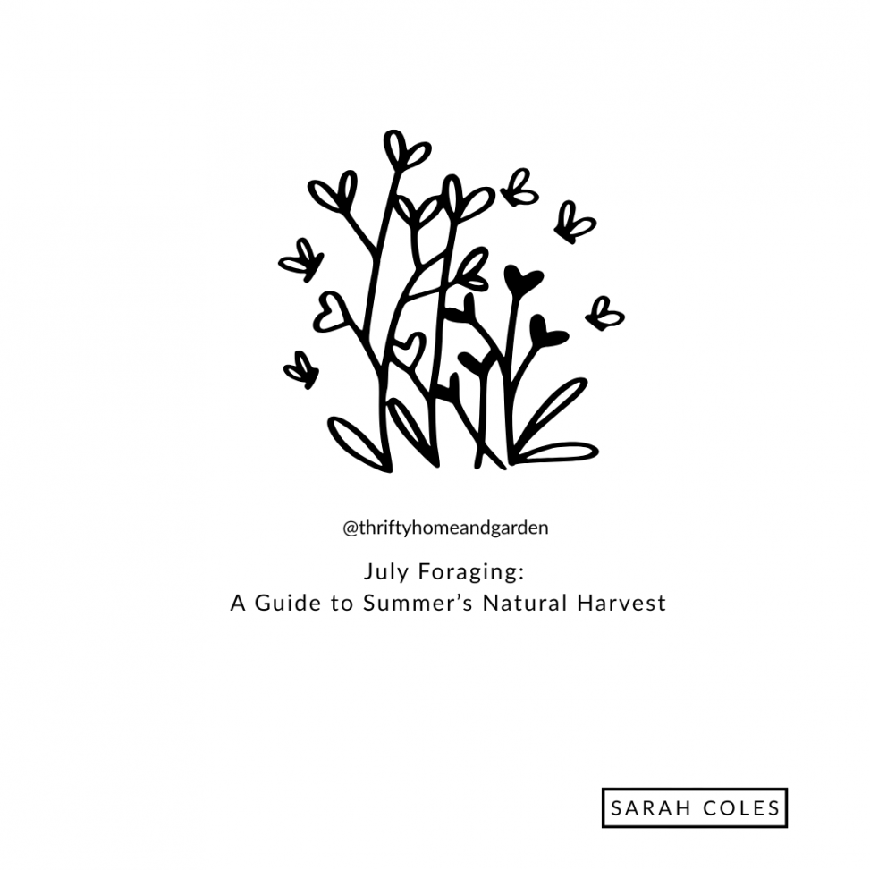 July Foraging: A Guide to Summer’s Natural Harvest