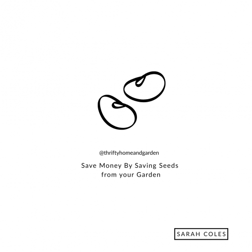 Save Money By Saving Seeds from your Garden