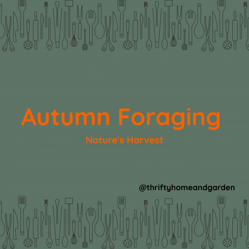 Blog Post. Autumn Foraging. Natures Harvest.