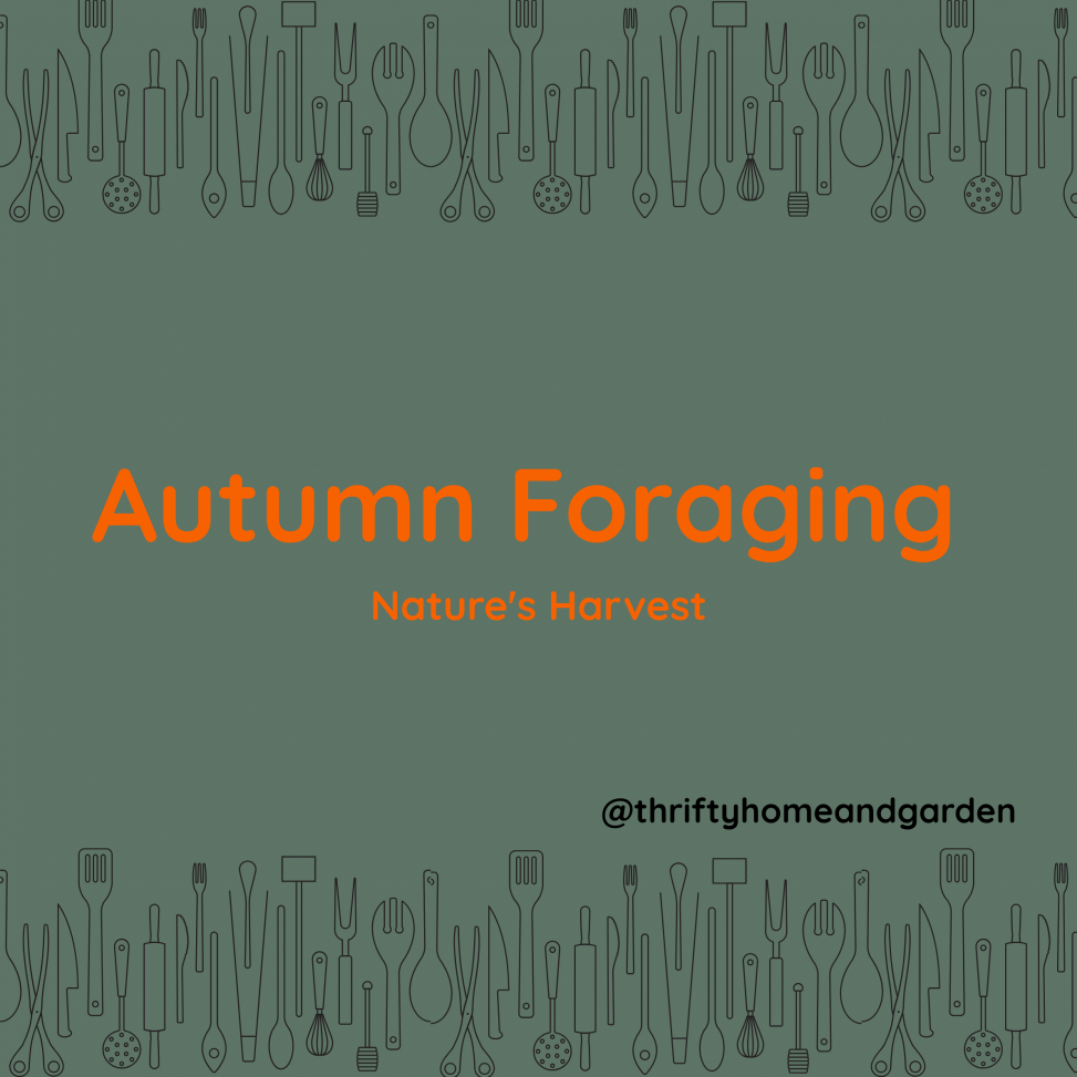 Blog Post. Autumn Foraging. Natures Harvest.