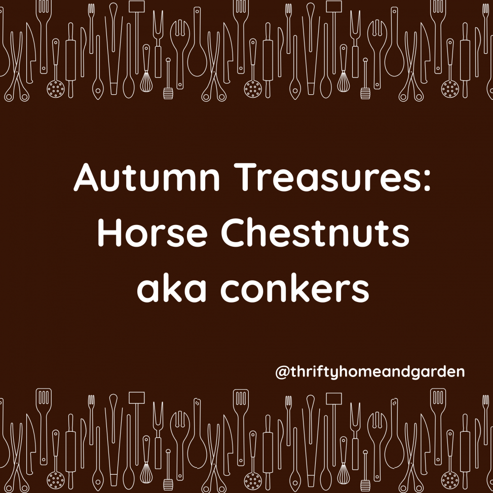 Autumn Treasures: Horse Chestnuts aka conkers