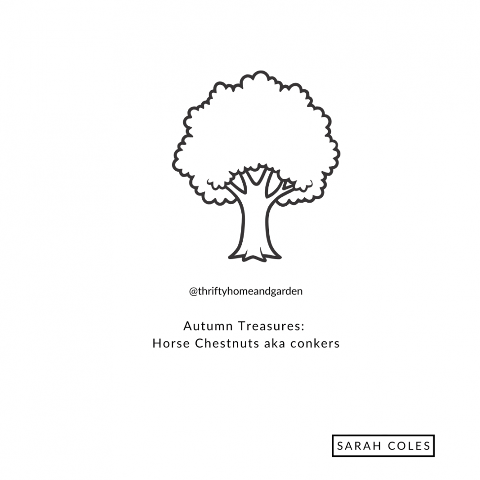 Autumn Treasures: Horse Chestnuts aka conkers
