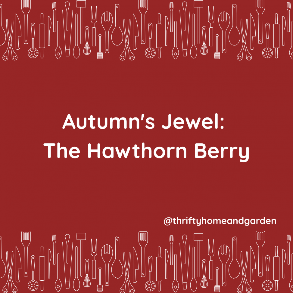 Blog Post. Hawthorn Hedging Plants (Crataegus Monogyna)