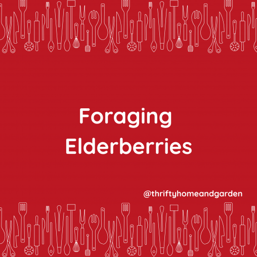 Foraging Elderberries