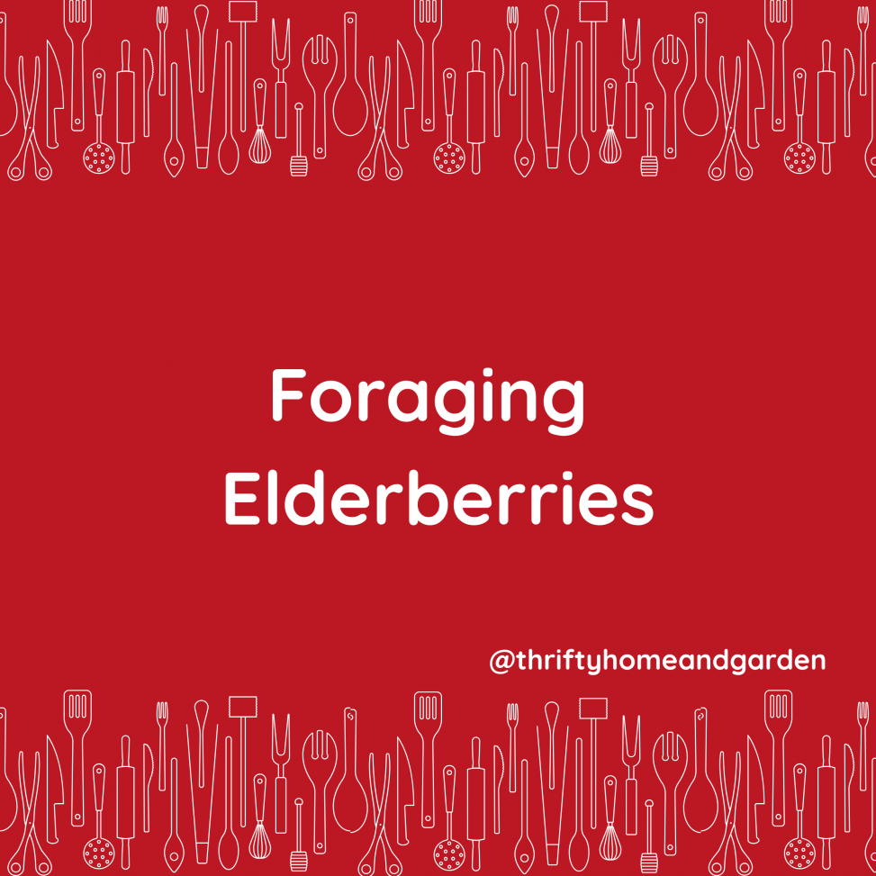 Foraging Elderberries