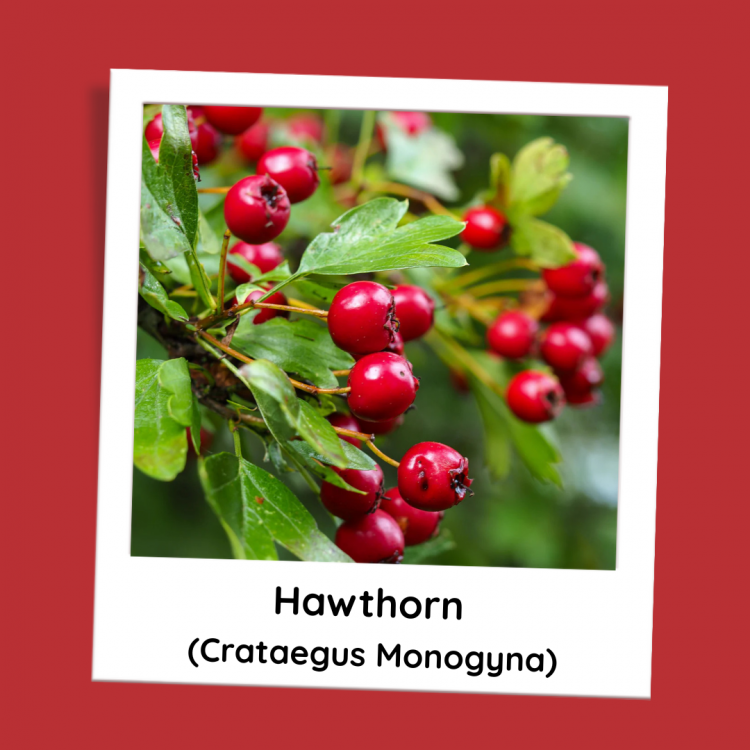 Hawthorn Hedging Plants (Crataegus Monogyna)