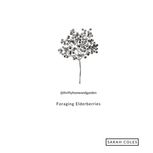 Foraging Elderberries