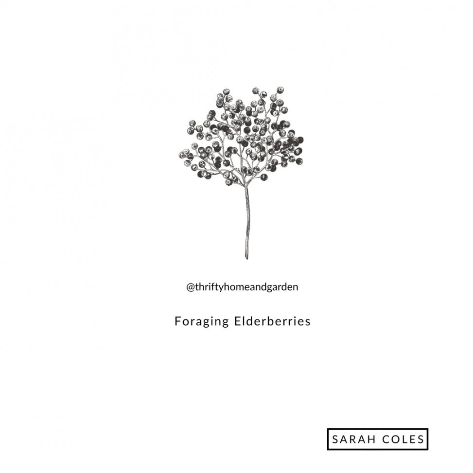 Foraging Elderberries