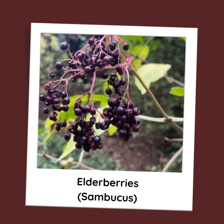 Elderberries - Sambucus