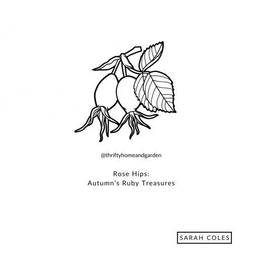 Select Rose Hips: Autumn’s Ruby Treasures Rose Hips: Autumn’s Ruby Treasures