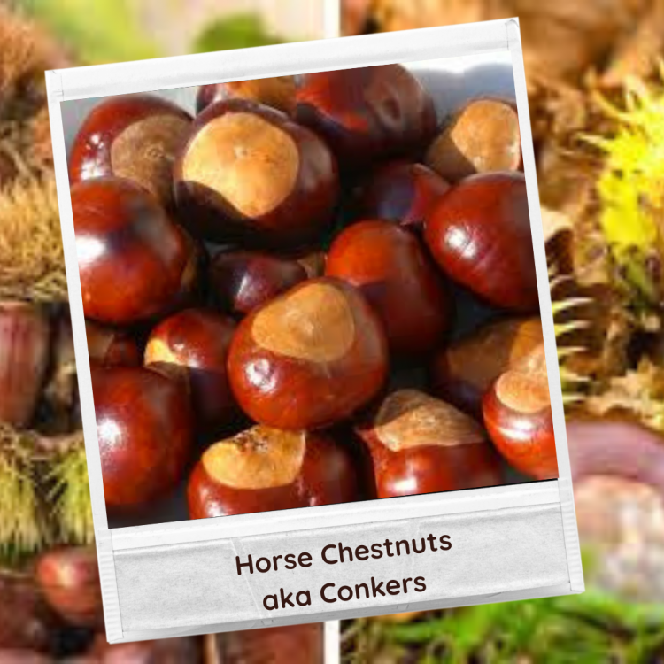 Horse Chestnuts
aka Conkers