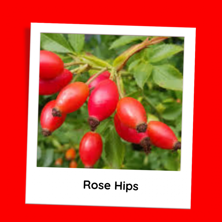 Rose Hips:
 Autumn's Ruby Treasures