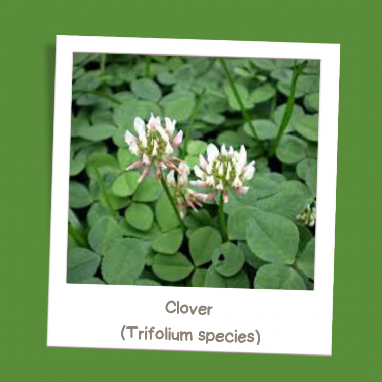Clover (Trifolium species)