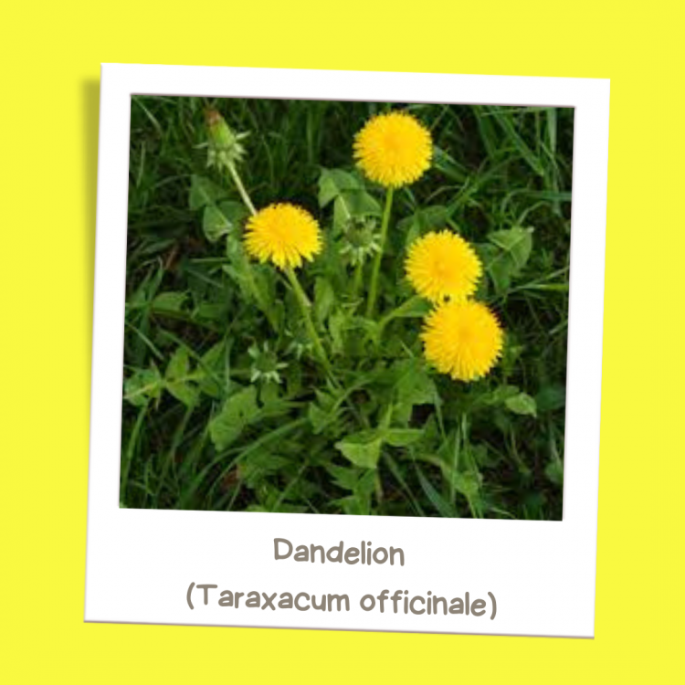 Dandelion (Taraxacum officinale)