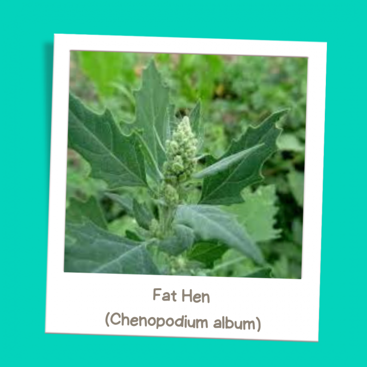 Fat Hen (Chenopodium album)