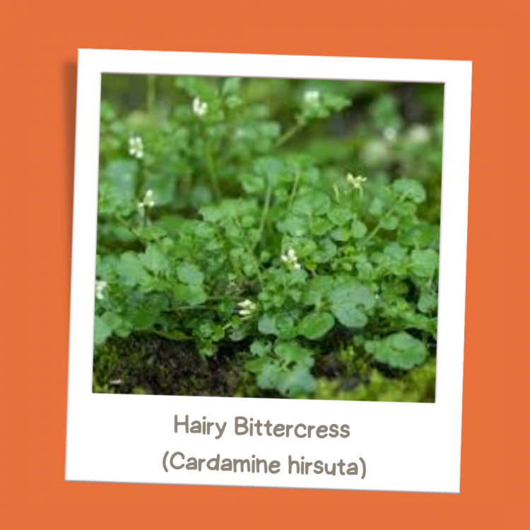 Hairy Bittercress (Cardamine hirsuta)