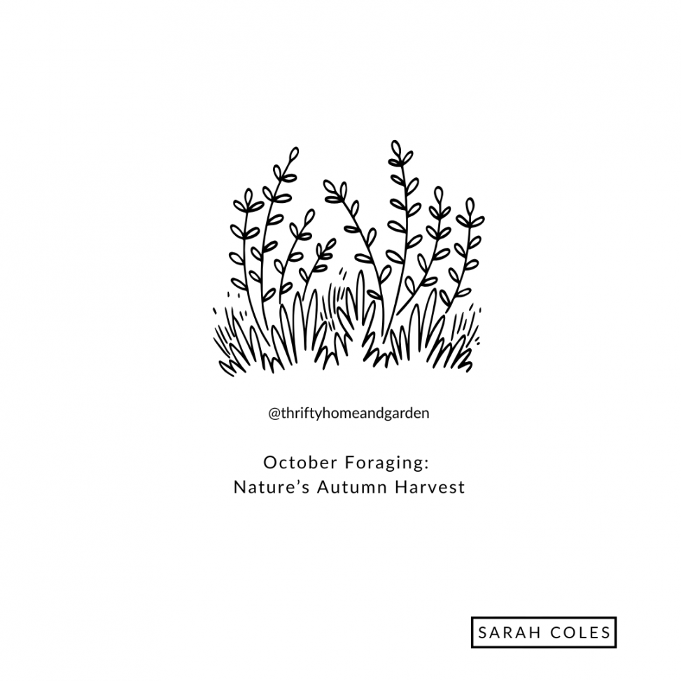 October Foraging: Nature’s Autumn Harvest