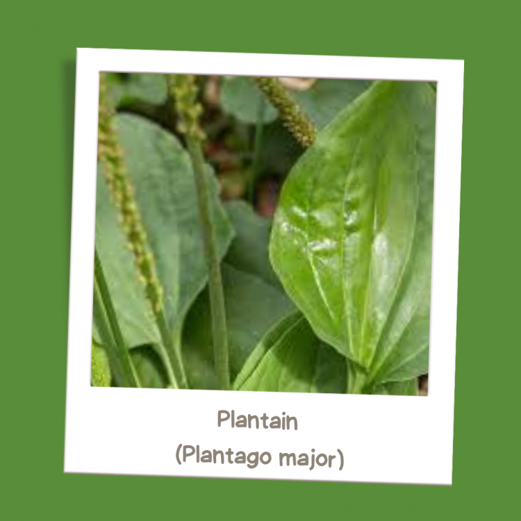 Plantain (Plantago major)