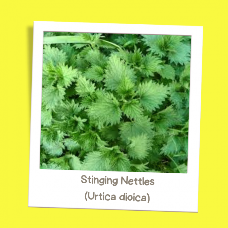 Stinging Nettle (Urtica dioica)