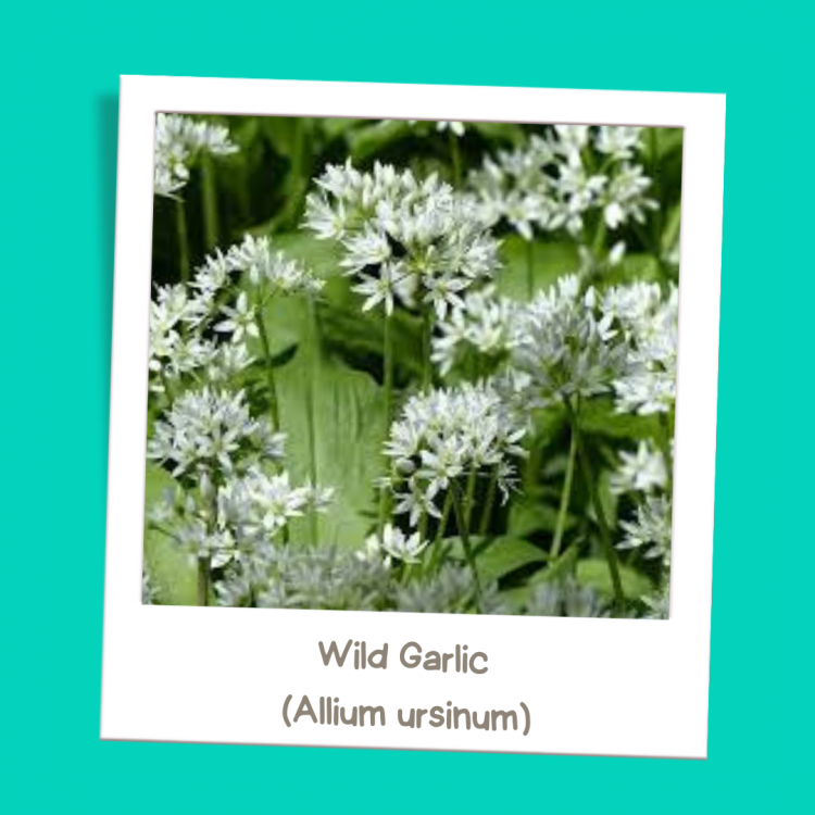 Wild Garlic (Allium ursinum)