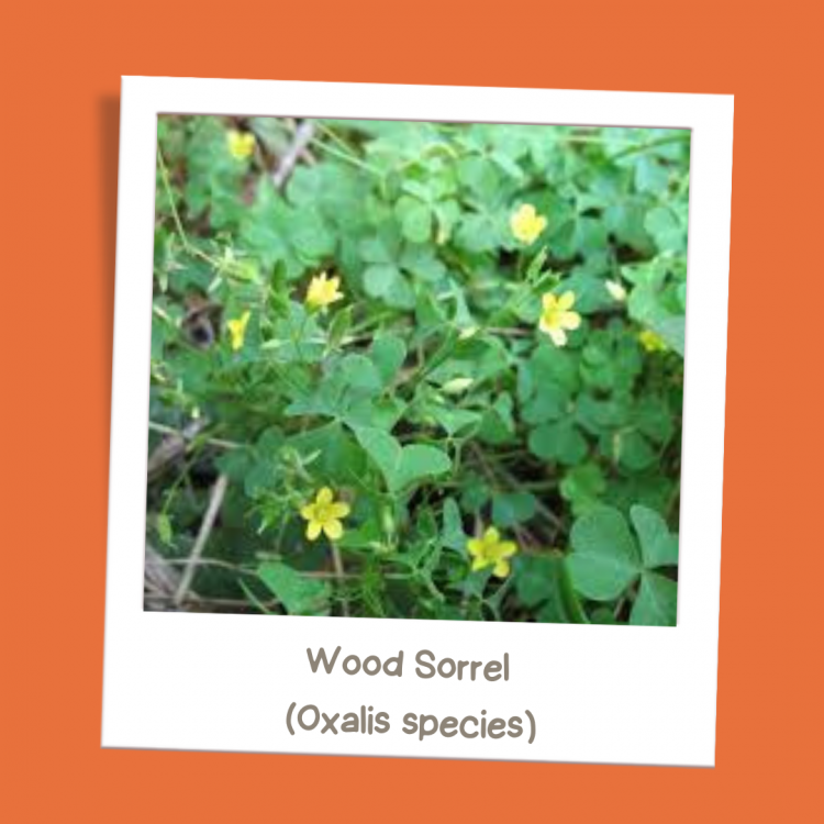 Wood Sorrel (Oxalis species)