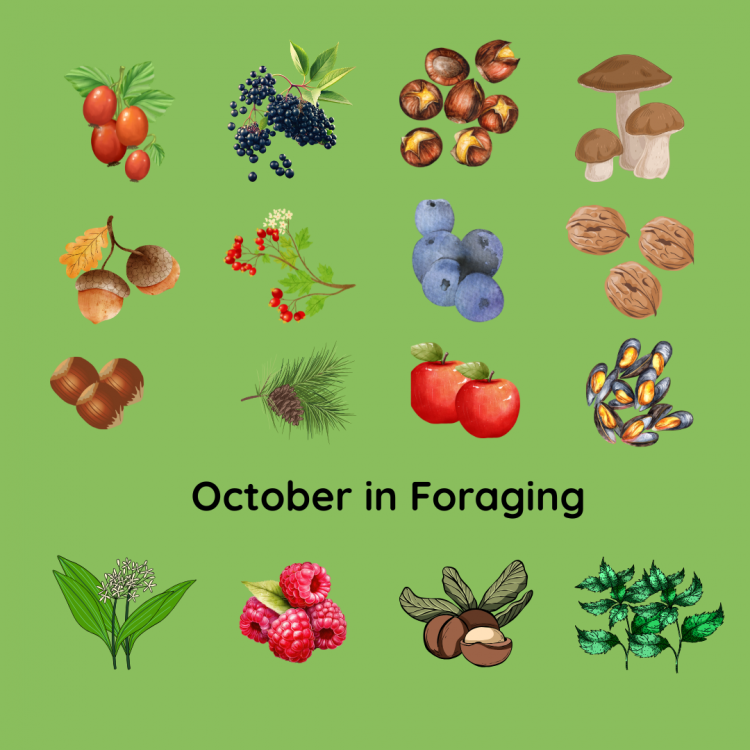 October in Foraging.
Rosehips, elderberries, sweet chestnuts, mushrooms , acorns, rowan, apples, mussels, walnuts, cobnuts, wild raspberries, beachnuts, nettles, wild garlic.