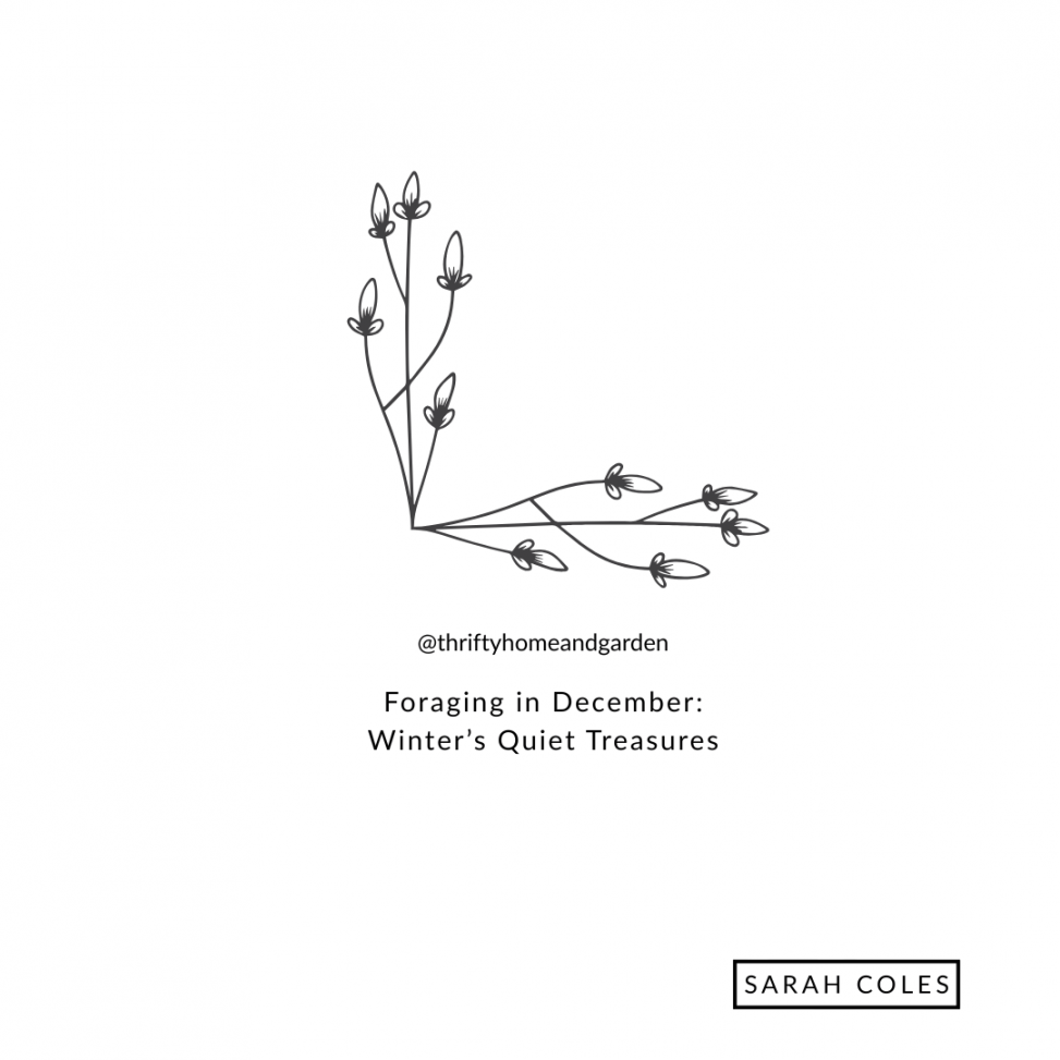 Foraging in December: Winter’s Quiet Treasures
