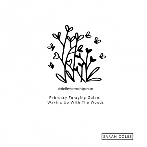 February Foraging Guide: Waking Up With The Woods