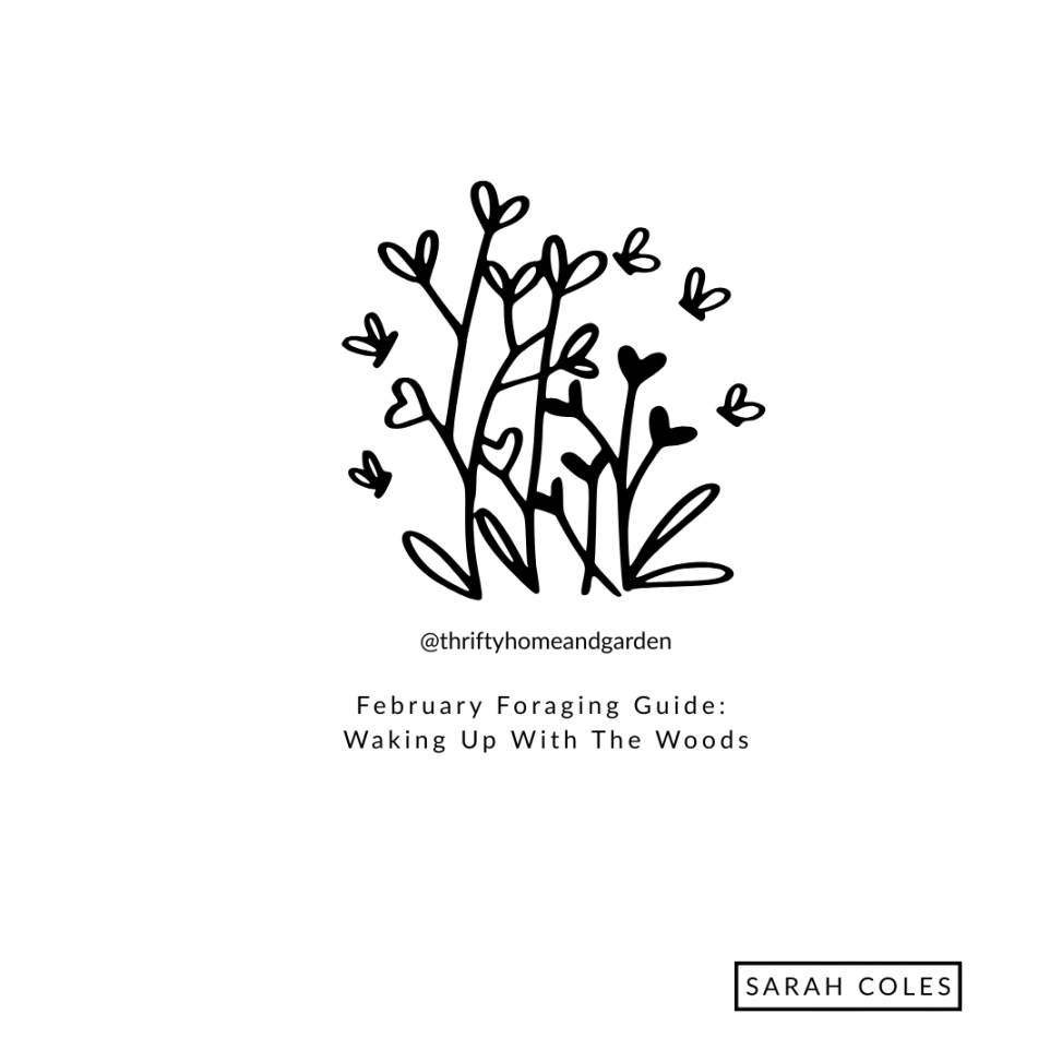 February Foraging Guide: Waking Up With The Woods