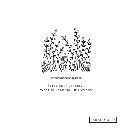 Foraging in January: What to Look for This Winter