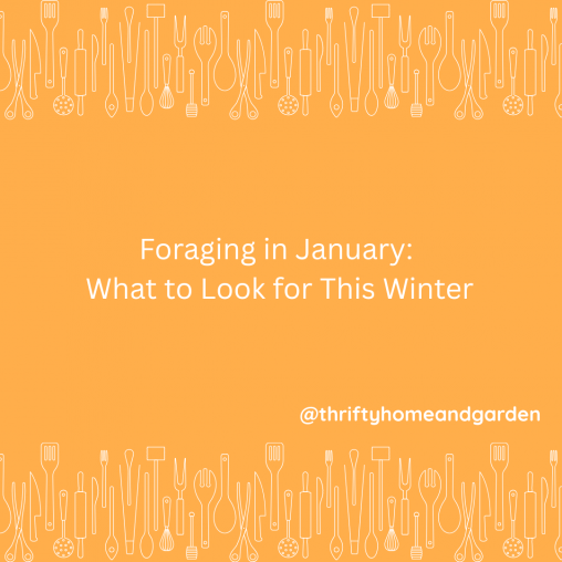 Foraging in January: What to Look for This Winter
