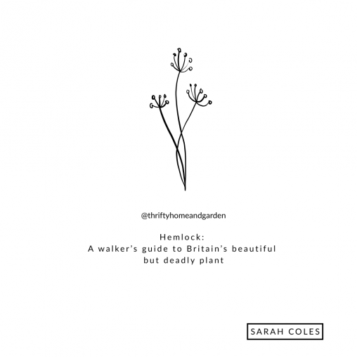 Hemlock: A walker’s guide to Britain’s beautiful but deadly plant