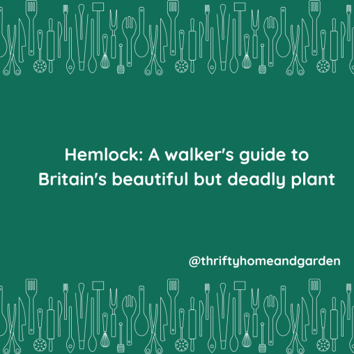 Hemlock: A walker's guide to Britain's beautiful but deadly plant