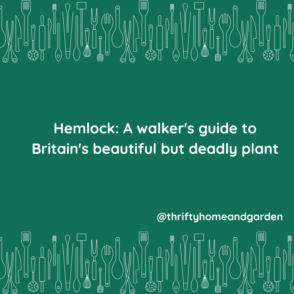 Hemlock: A walker's guide to Britain's beautiful but deadly plant