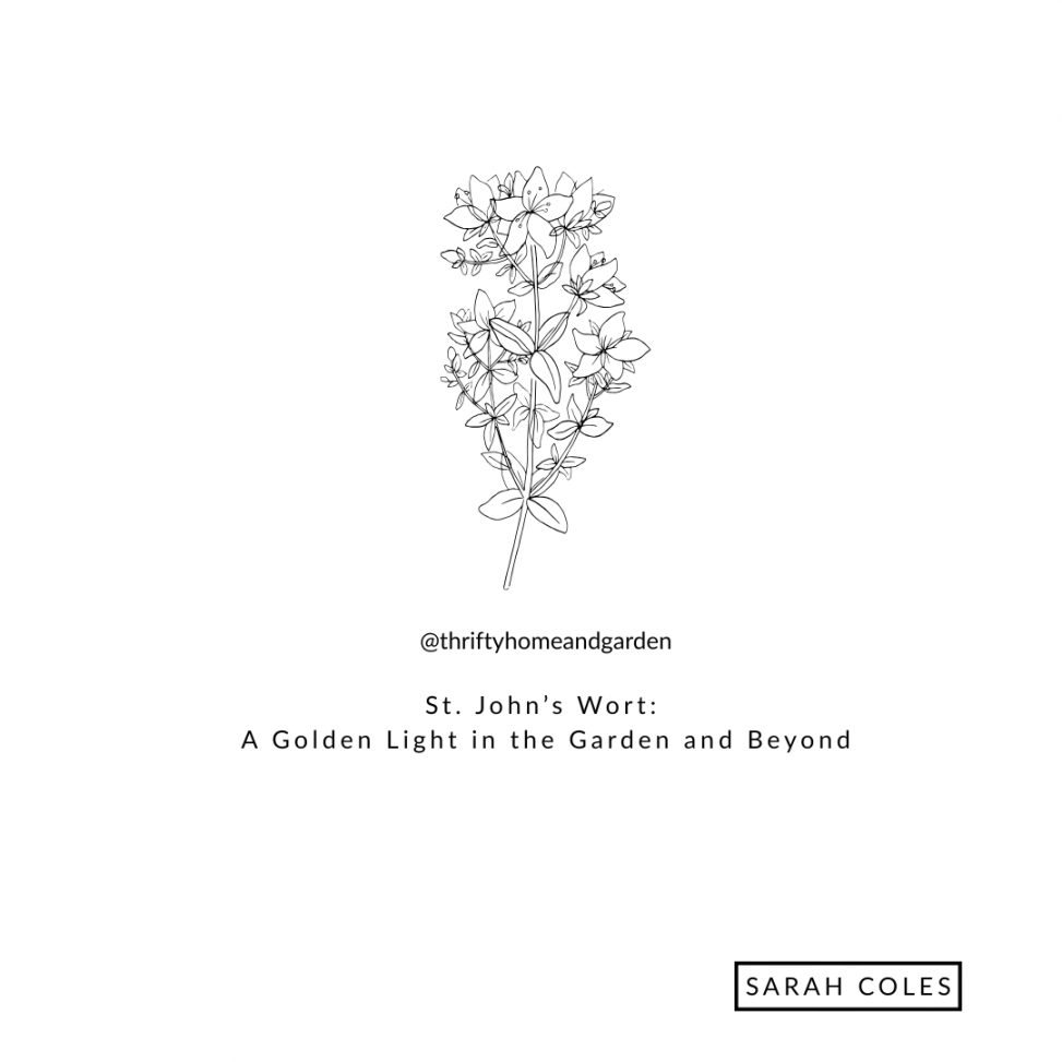 St. John’s Wort: A Golden Light in the Garden and Beyond