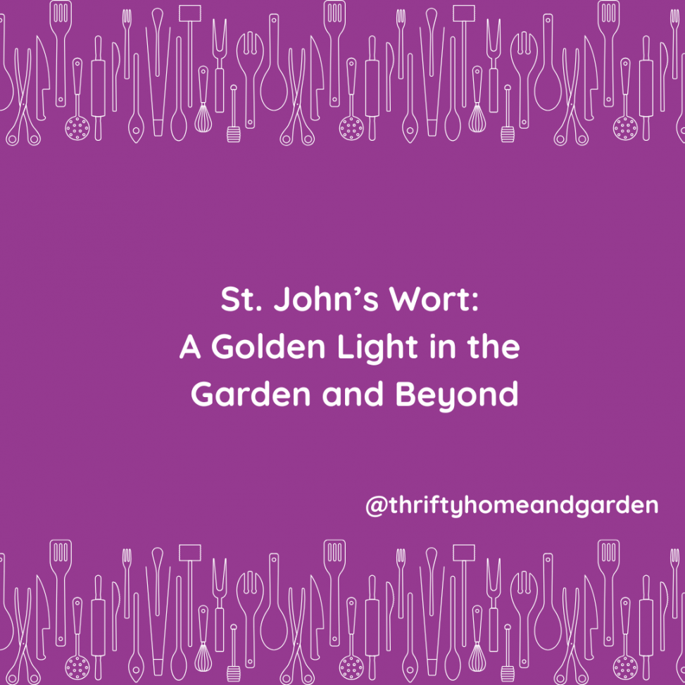 St. John’s Wort: A Golden Light in the Garden and Beyond