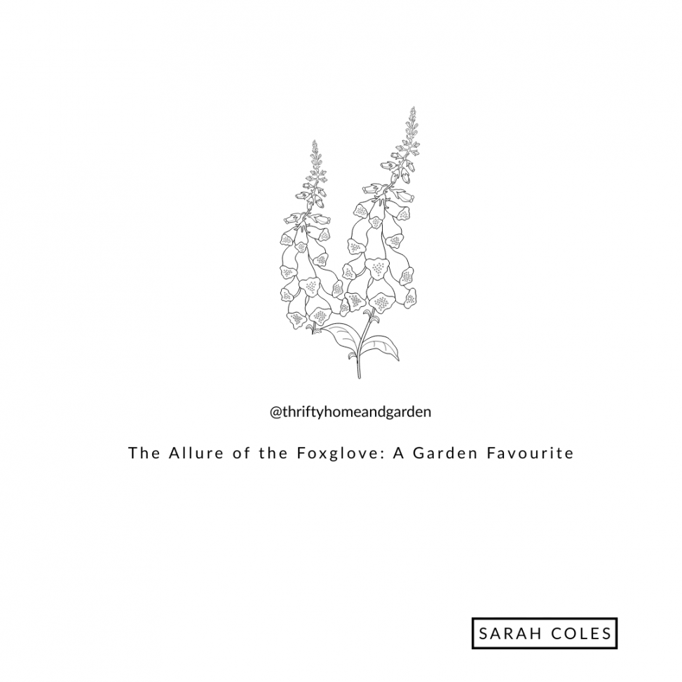 The Allure of the Foxglove: A Garden Favourite