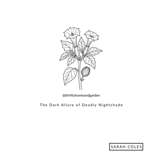 The Dark Allure of Deadly Nightshade