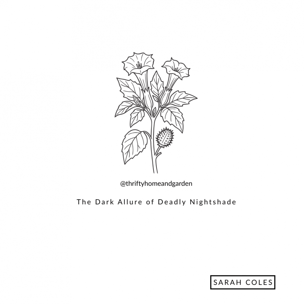 The Dark Allure of Deadly Nightshade