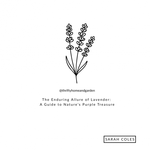 The Enduring Allure of Lavender: A Guide to Nature’s Purple Treasure